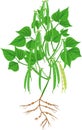 Bean plant with green fruits, leaves and root system